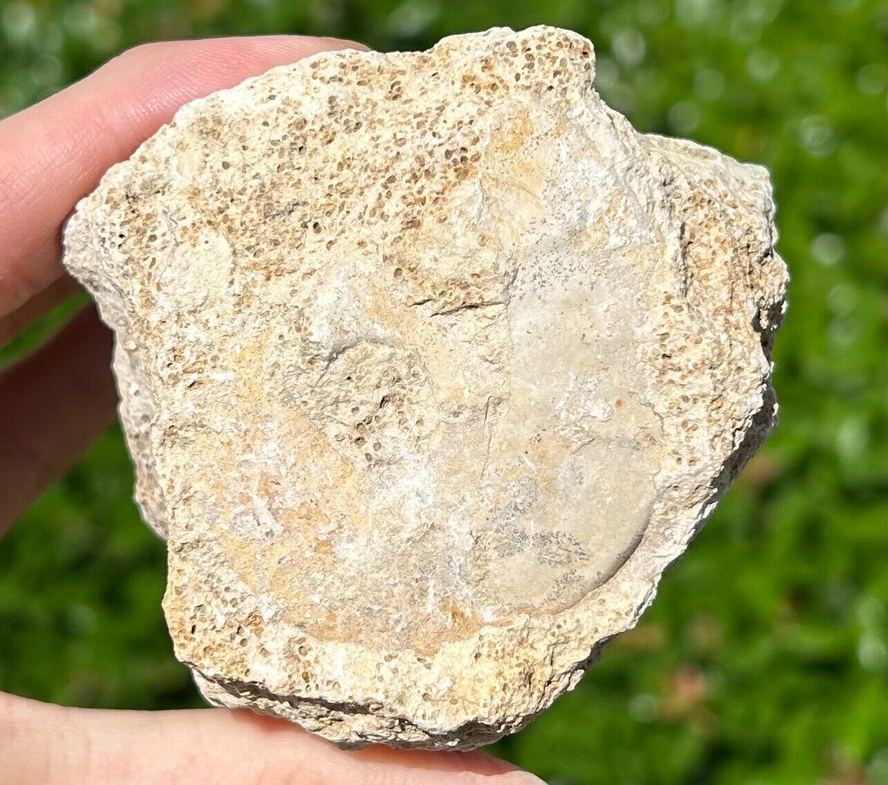 Unprepped France Fossil Ammonite Middle Jurassic Age French Fossils