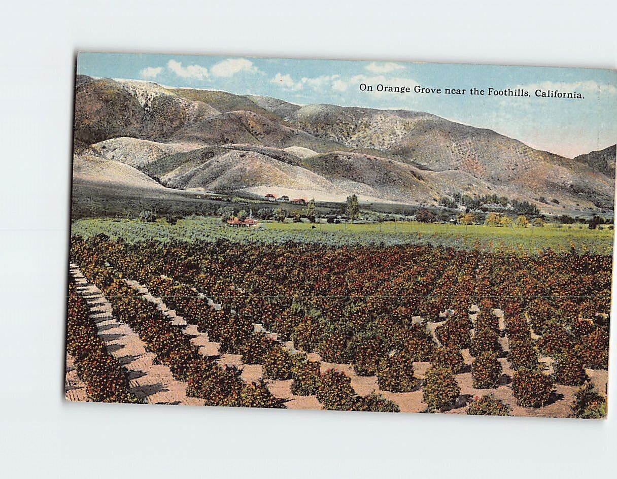 Postcard On Orange Grove Near the Foothills California USA