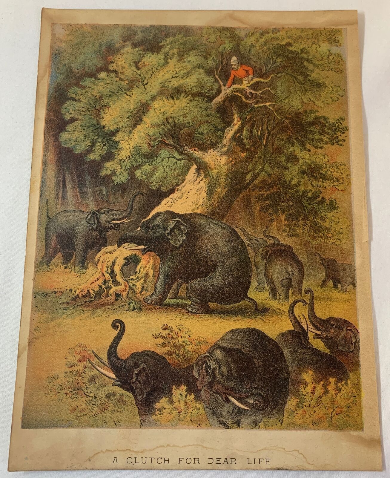 1879 lithograph~ ELEPHANT UPROOTING A TREE WITH A MAN IN IT Clutch For Dear Life
