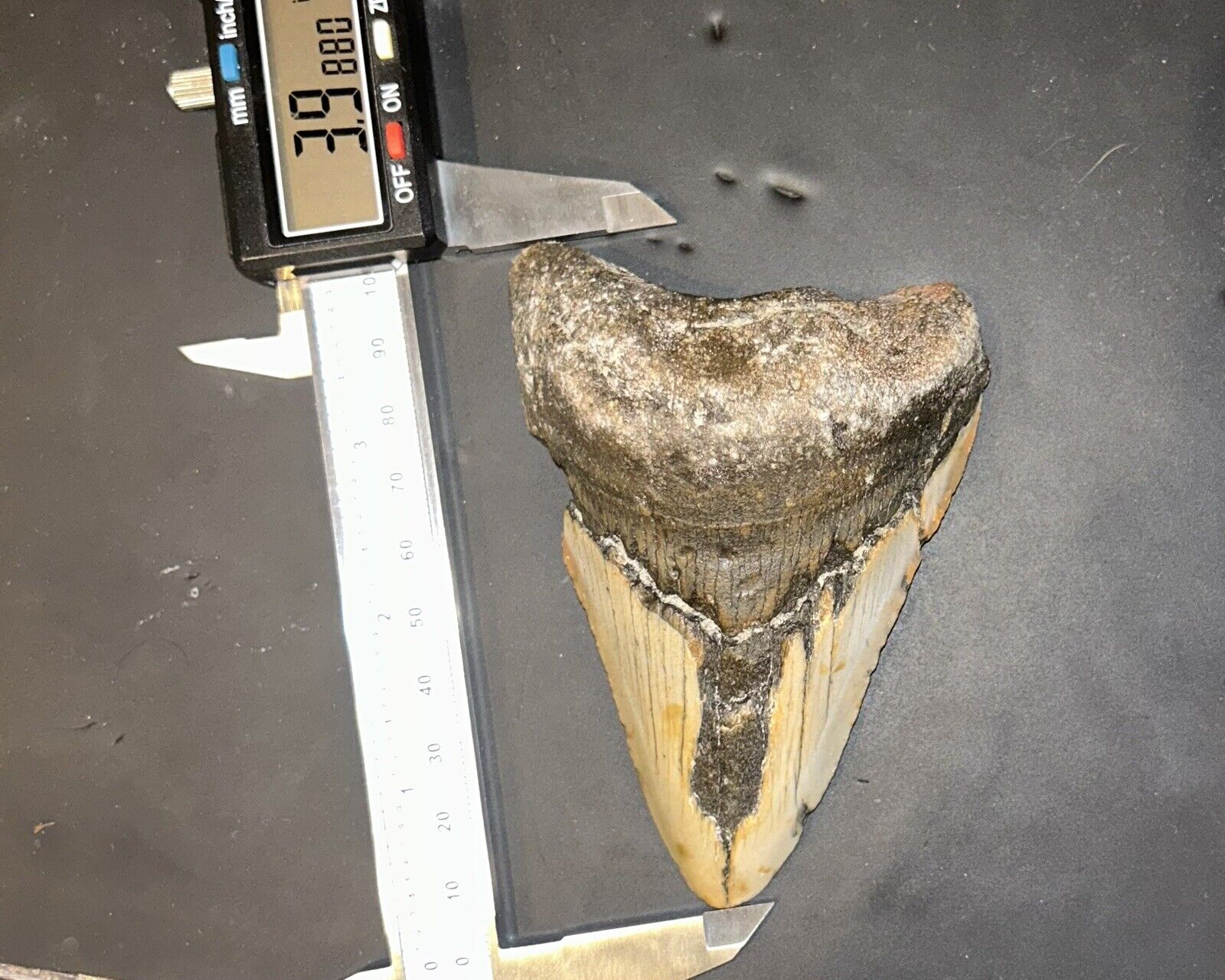 MEGALODON Fossil Giant Shark Teeth All Natural Large 3.99” HUGE COMMERCIAL GRADE