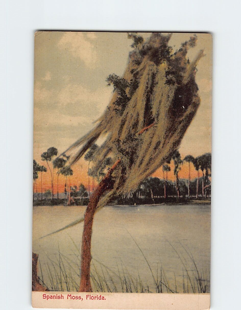 Postcard Spanish Moss, Florida