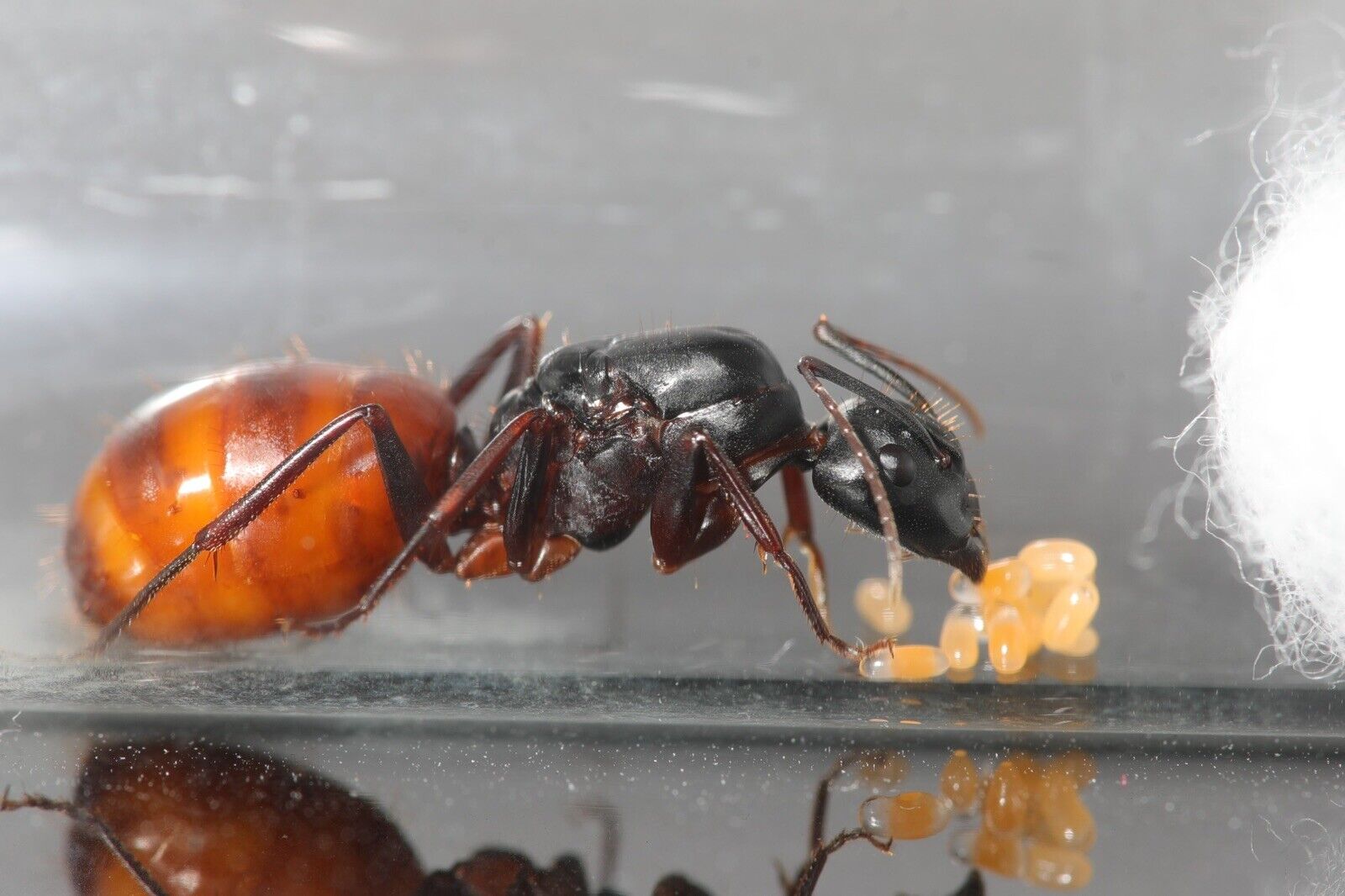 California Carpenter Queen Ant (Camponotus CA02) NATIVE AREAS ONLY