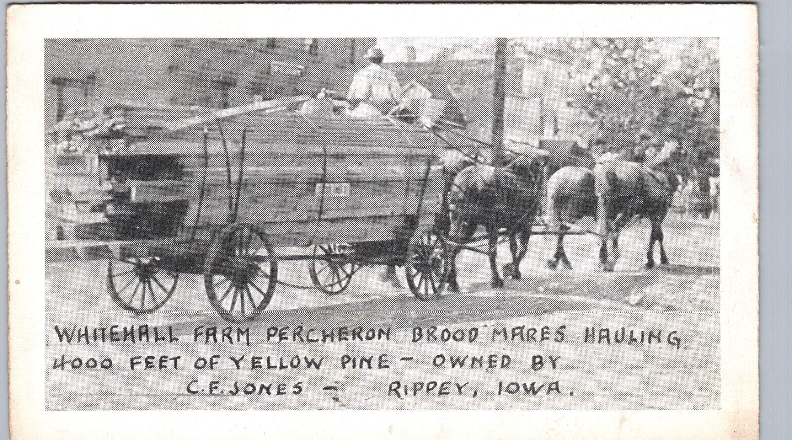 LUMBER WAGON HORSES c1910 rippey ia original antique postcard iowa history