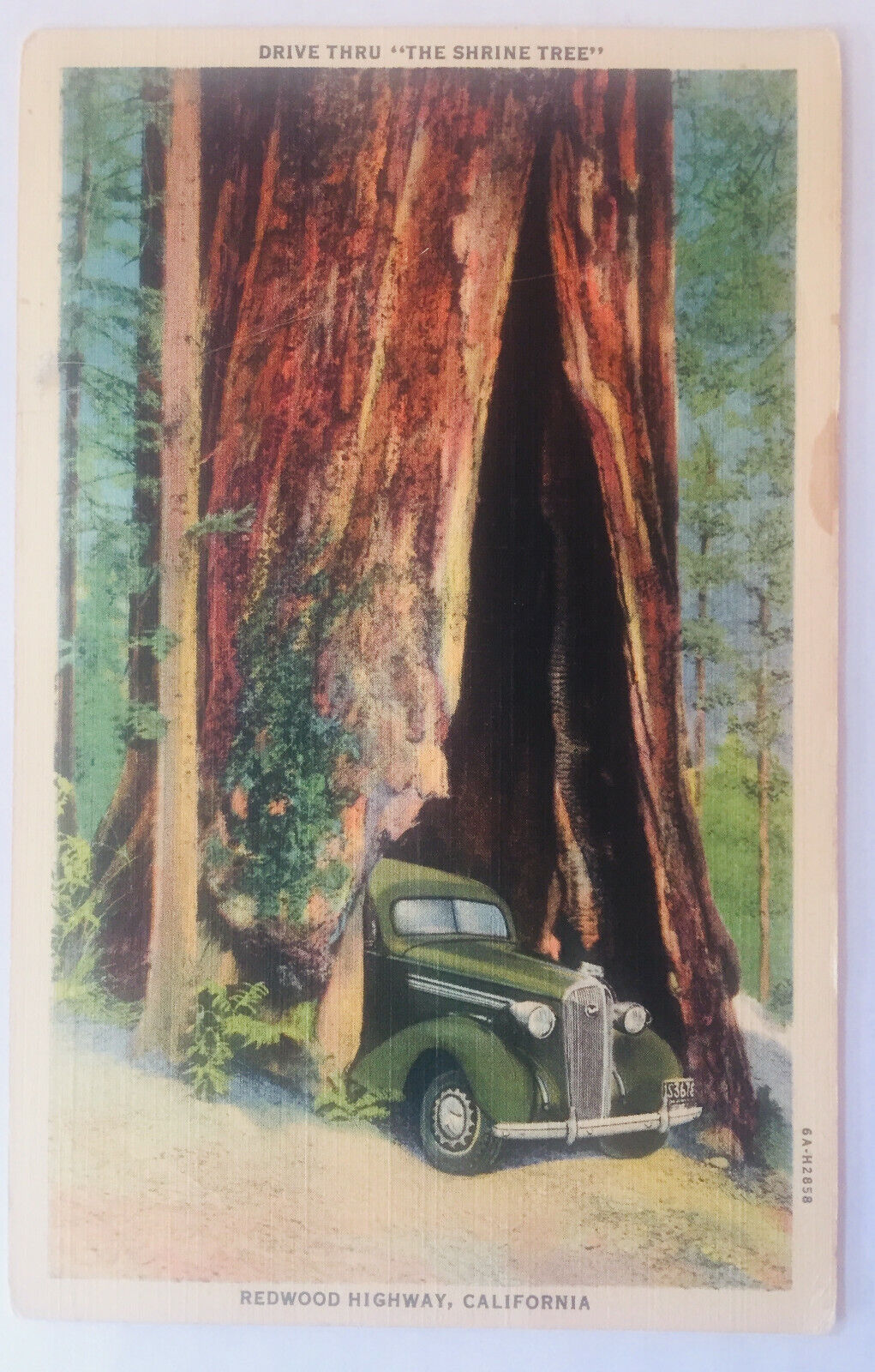 Drive Thru The Shrine Tree Redwood Highway California Postcard Posted 1938