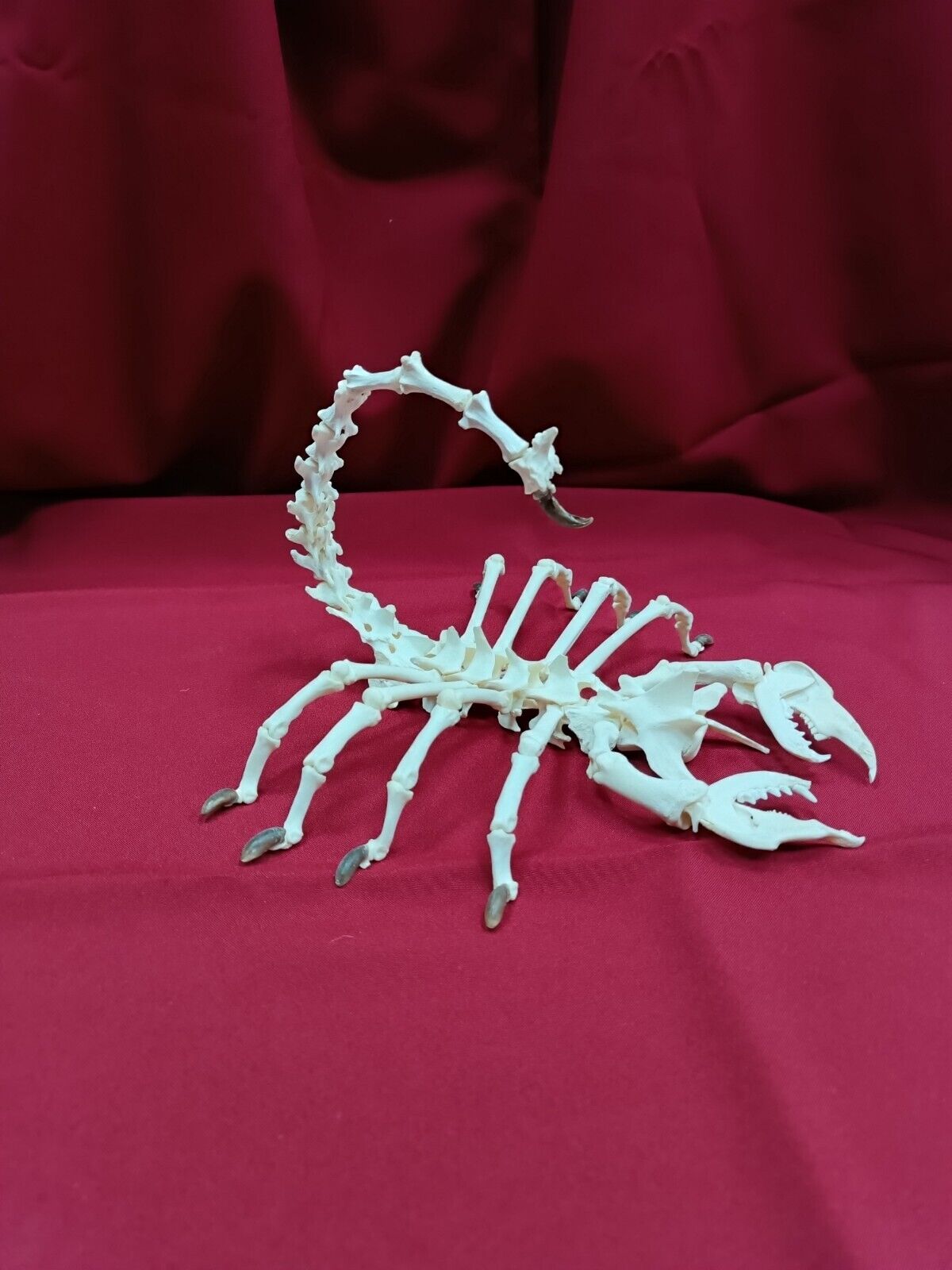 Large scorpion made of bones. Skeleton of a giant scorpion. Osteology taxidermy.