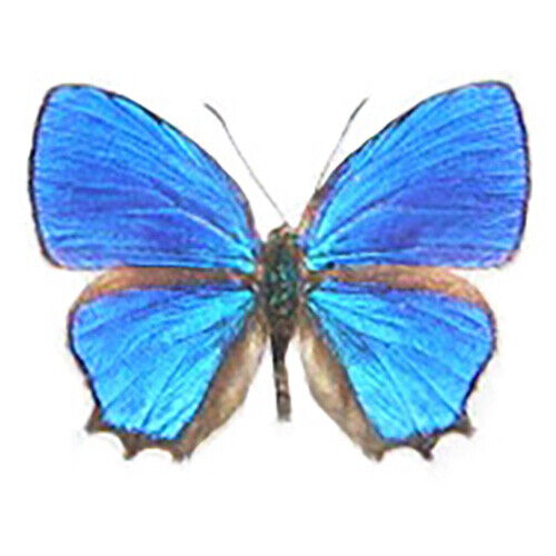 Hypochrysops polycletus blue butterfly Indonesia unmounted wings closed