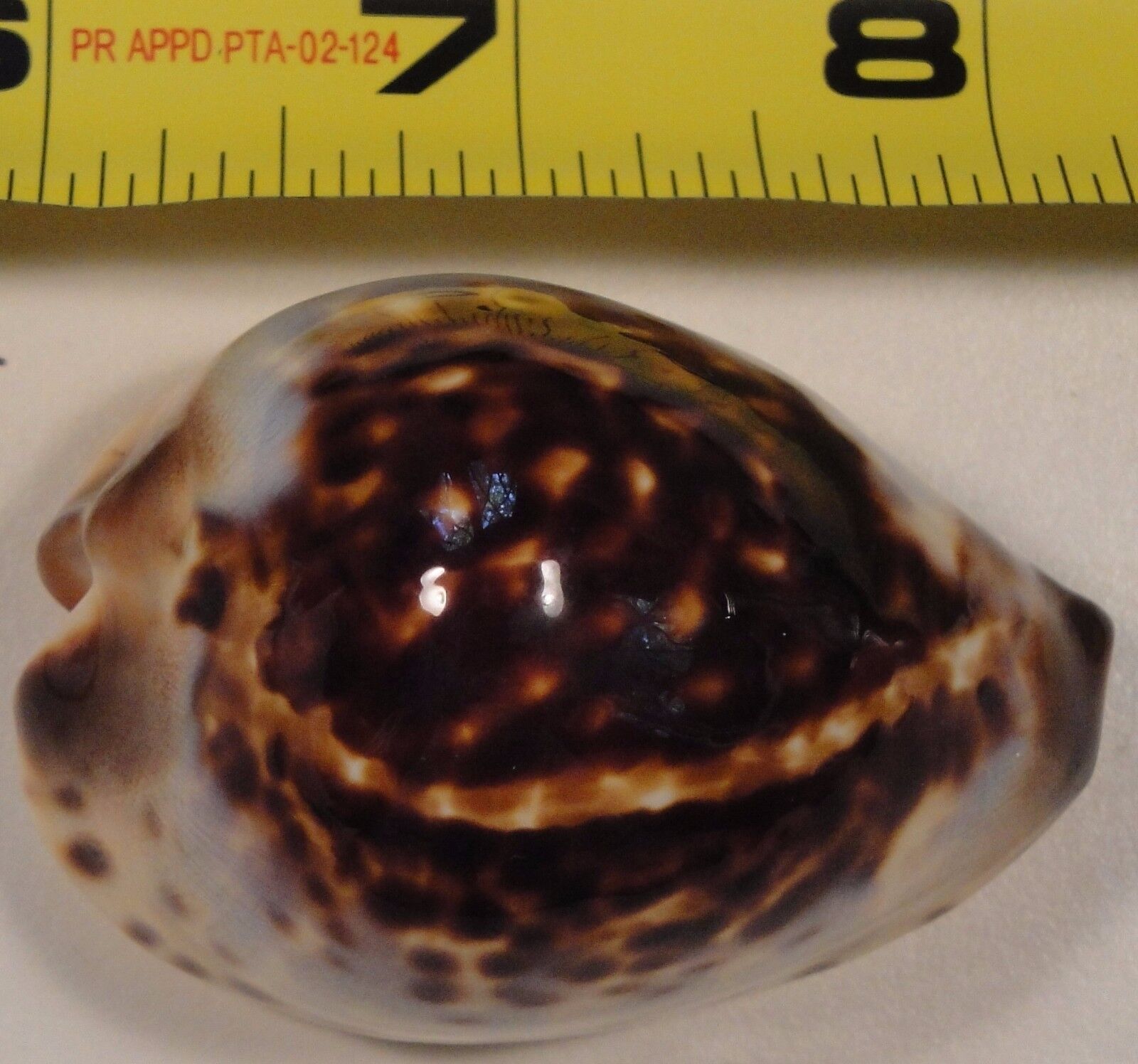 Cypraea Eludens 59mm What looks like flaws are reflections from the windows
