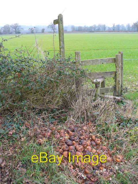 Photo 6x4 Rotten Apples? Kingsley\\/SU7838 A pile of rotting fruit has bee c2007