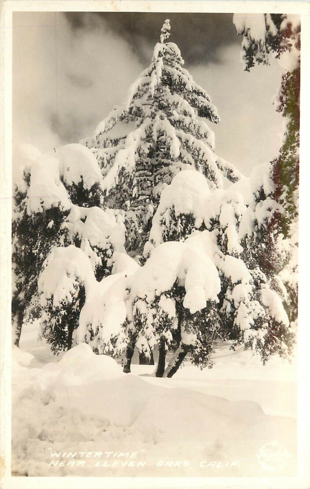 Frashers RPPC Postcard; Wintertime near Eleven Oaks CA Trees in Heavy Snow
