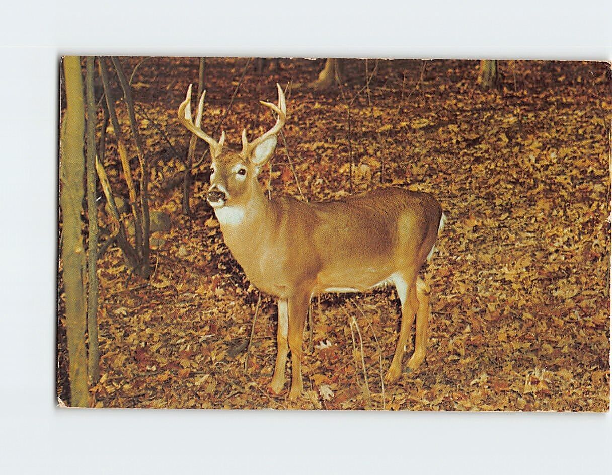 Postcard Eight Point Buck, Pennsylvania