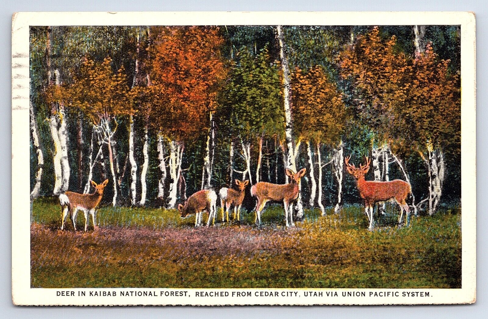 Postcard Deer in Kaibab National Forest Cedar City Utah Via Union Pacific Train