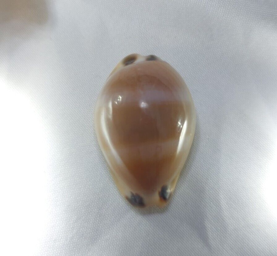Cypraea Luria Lurida Oceanica F+++ 31mm Sea shell  Cowrie Subspecies 