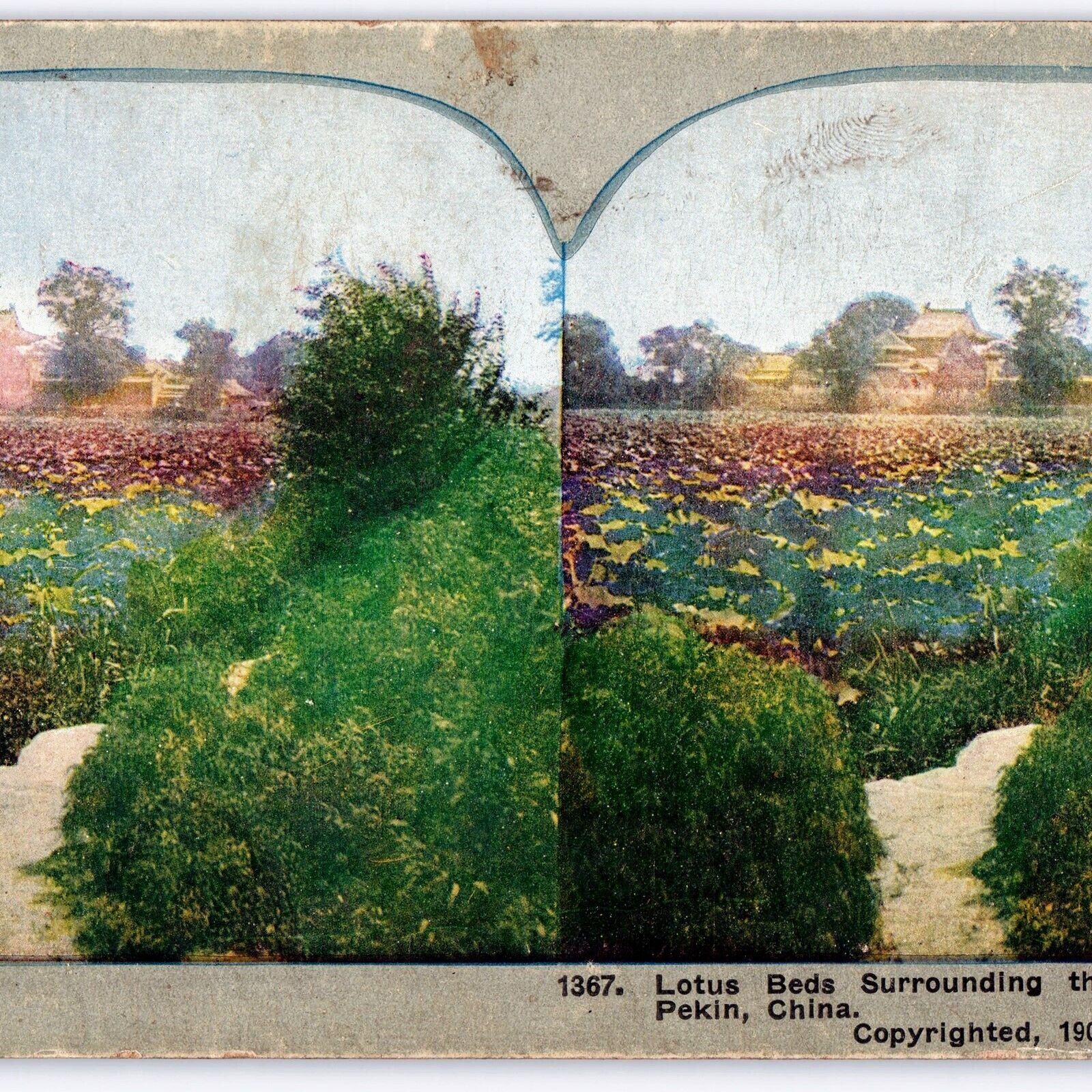 1903 Pekin, China Beijing Lotus Beds Summer Palace Stereoview Garden Haidian V35