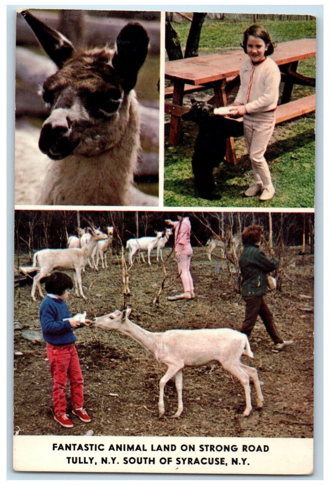 c1960\'s Fantastic Animal Land Tully NY South of Syracuse Multiview Postcard