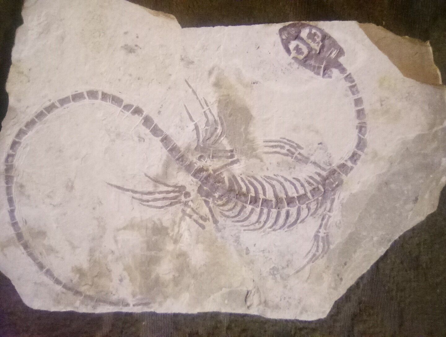Fossil Keichousaurus hui (Triassic) Marine reptile