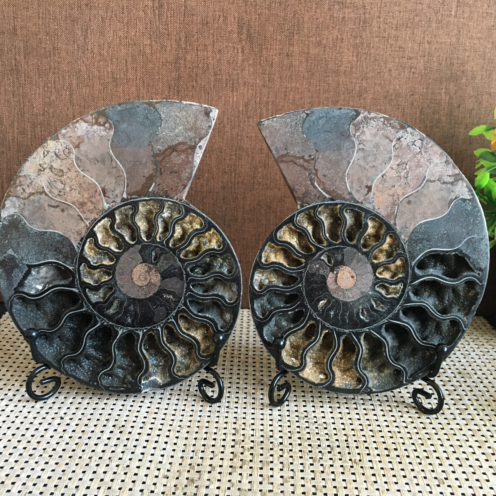 526g 1 pair of Split Black conch Ammonite fossil Specimen Healing Madagascar B11