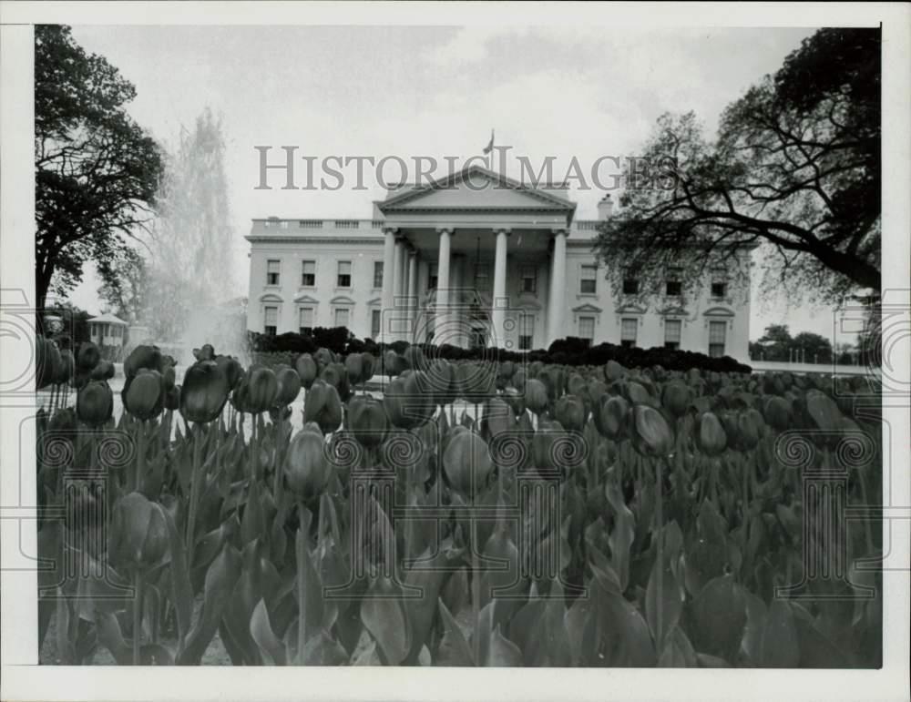 1967 Press Photo Mounds of tulips adorn the grounds of The White House, D.C.