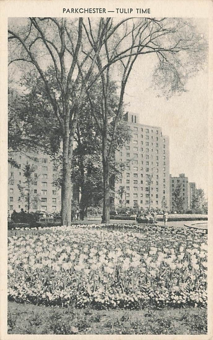 c1940s Parkchester Center Tulip Time The Bronx NY P403