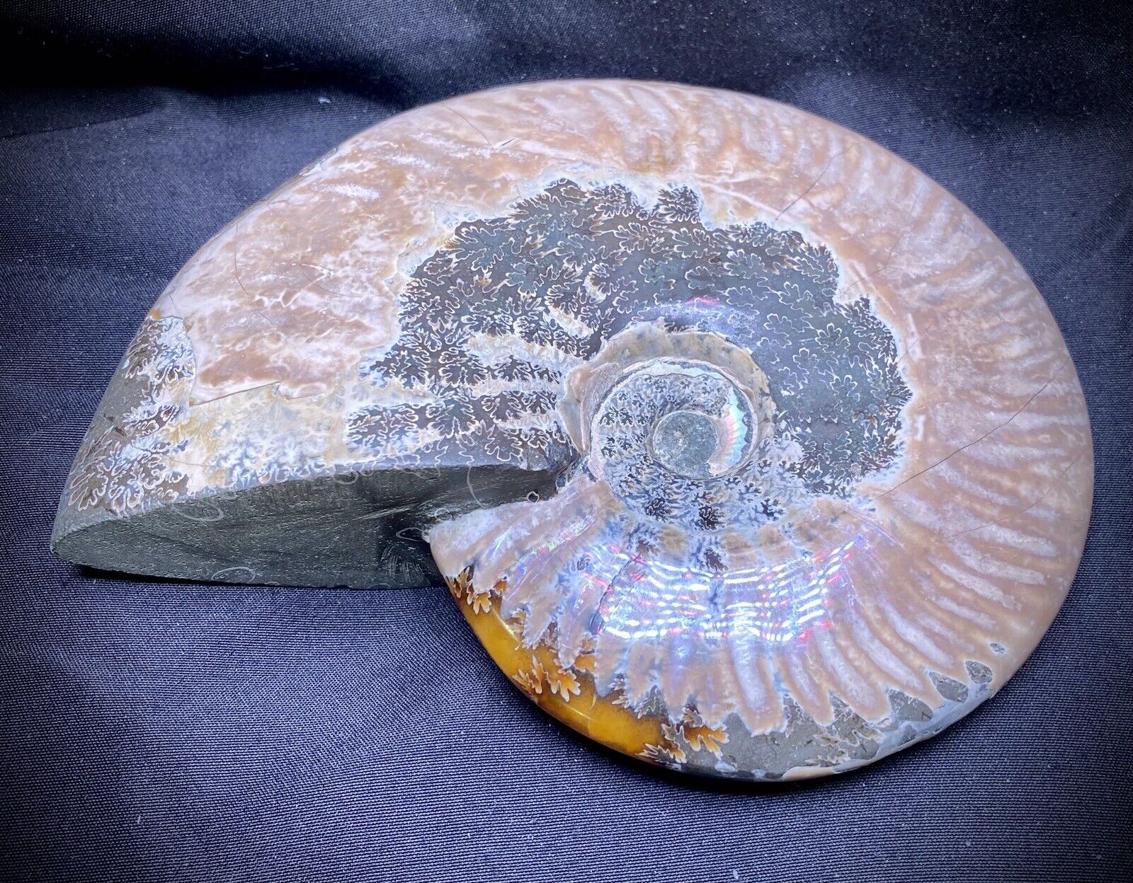 Gorgeous Large Ammonite Fossil