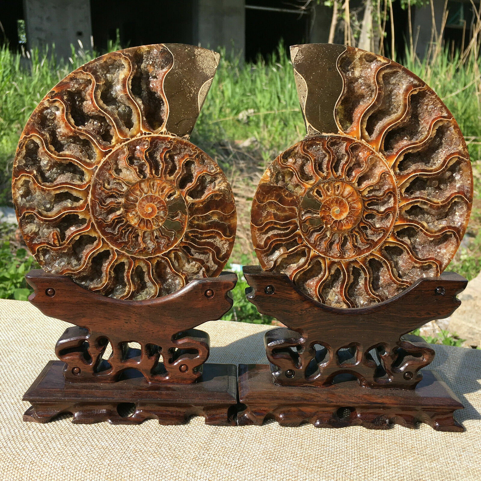 A Pair Natural ammonite fossil conch Crystal specimen healing+stand1PC