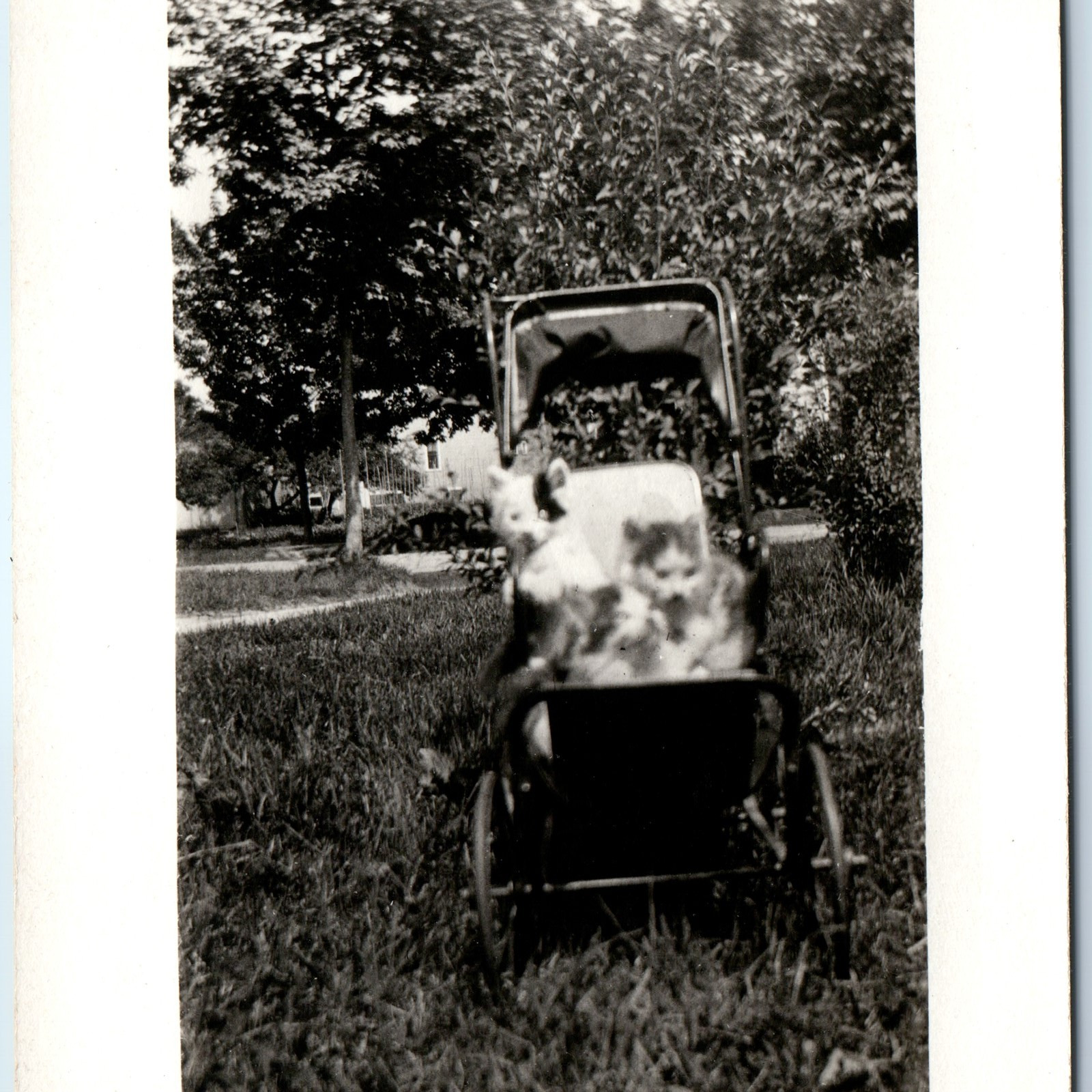 c1910s Adorable Kittens Stroller RPPC Cute Cats Animal Real Photo Outdoors A259