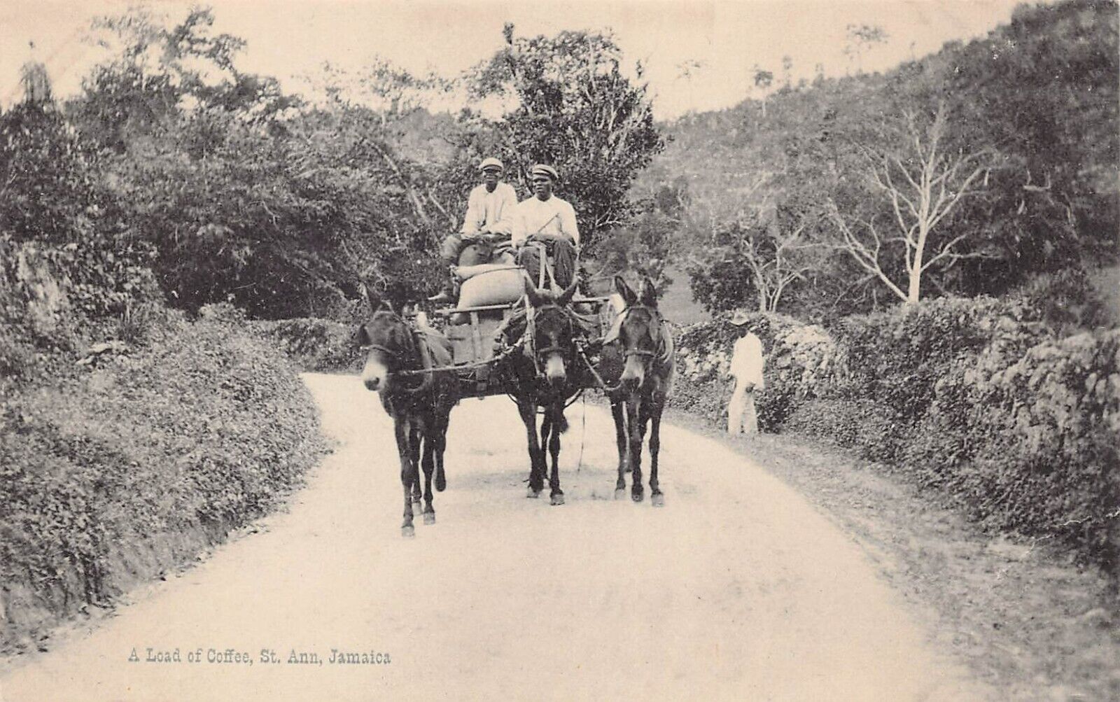 St Ann Jamaica Blue Mountain Coffee Plantation Farm Wagon Mule Vtg Postcard A11