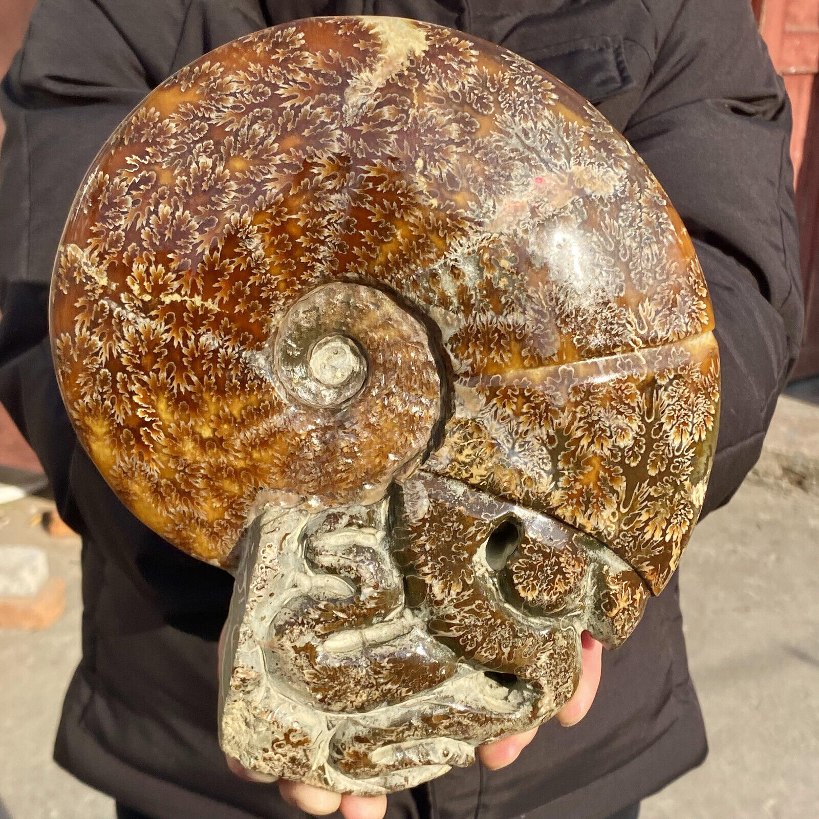 5.5LB Rare Natural Tentacle Ammonite FossilSpecimen Shell Healing Madagascar