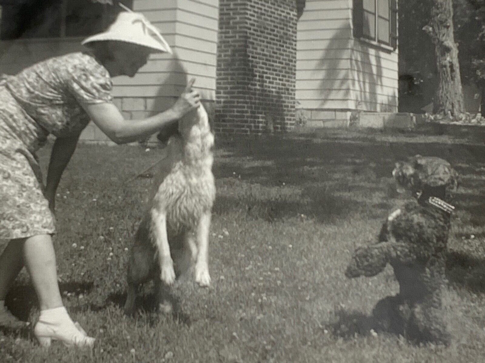 (AdC) Vintage Original FOUND PHOTO Photograph Snapshot Woman With 2 Dog Tricks 