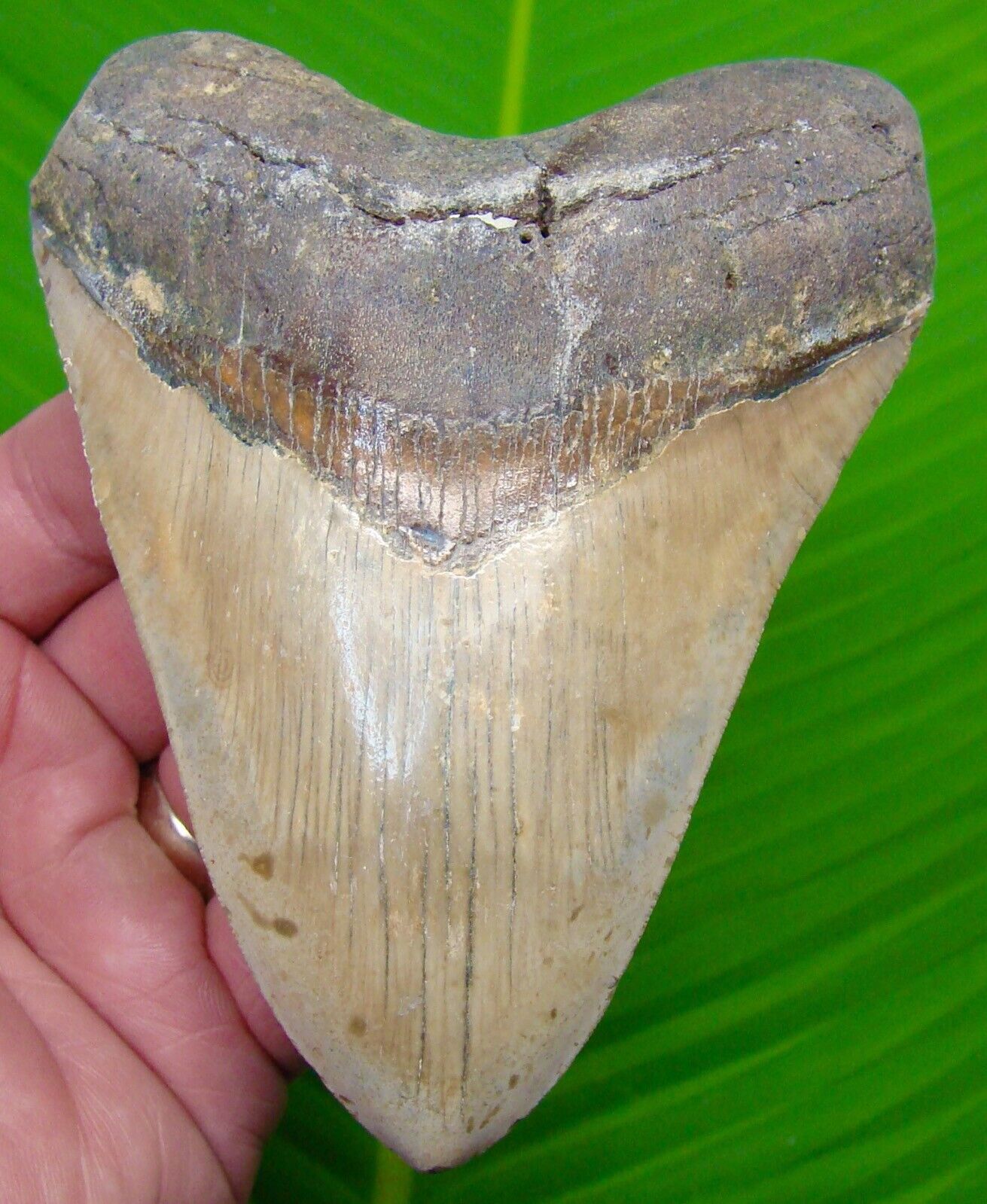 MEGALODON SHARK TOOTH  - XL 5 in.  - NO RESTORATIONS - w/DISPLAY STAND 