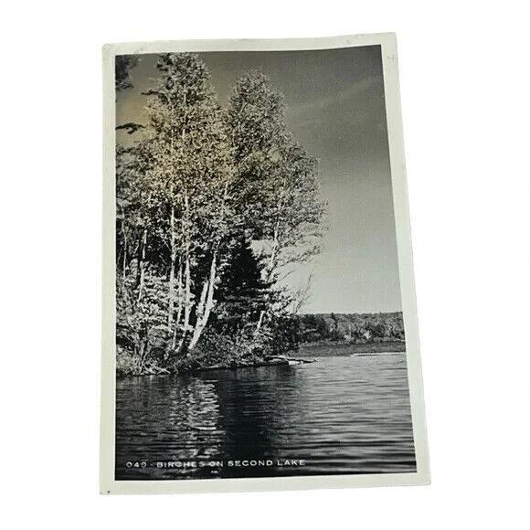 Postcard RPPC Birches on Second Lake Webb New York Vintage A584