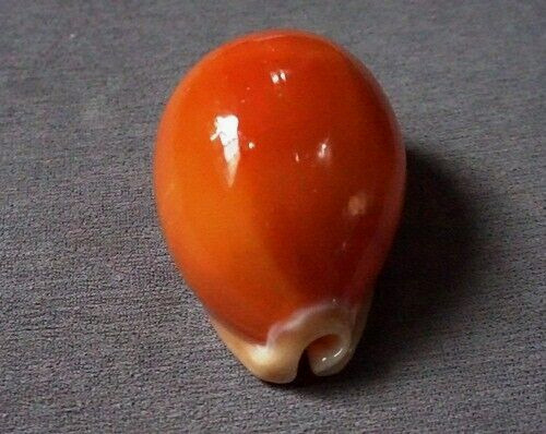 Cypraea aurantium 85.3 mm F+++/GEM    nice color heavy collection NOT polished