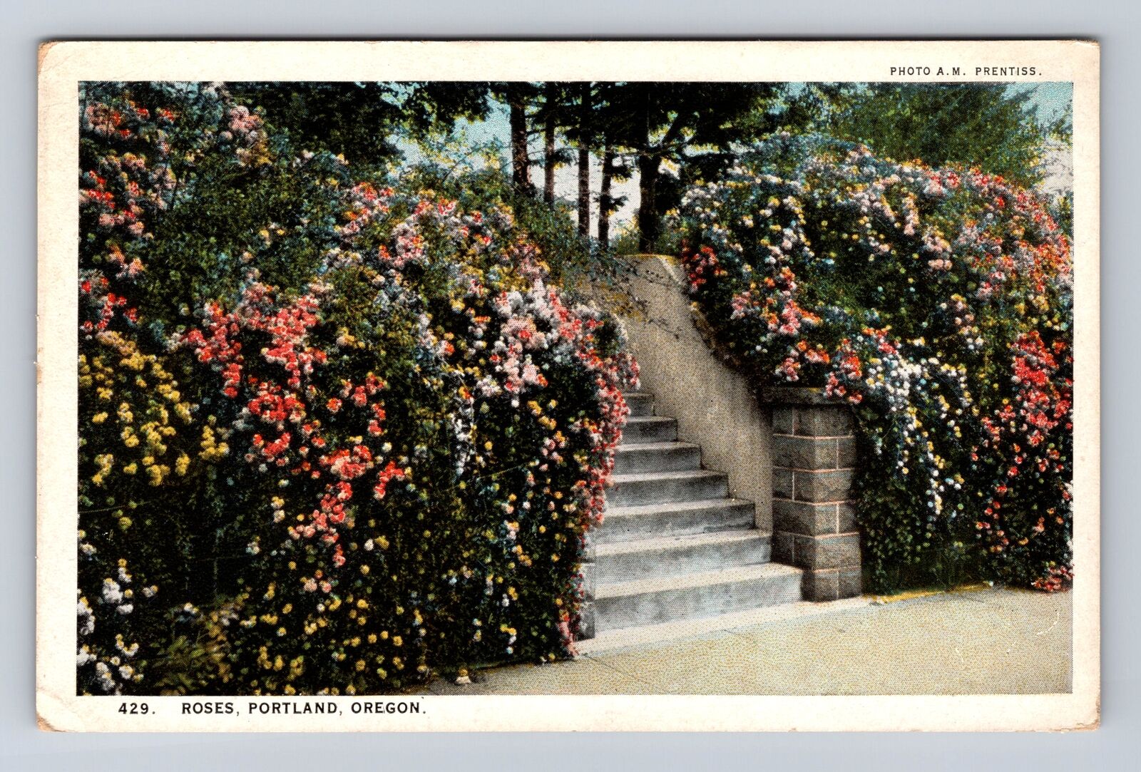 Portland OR-Oregon, Roses, Antique, Vintage Souvenir Postcard