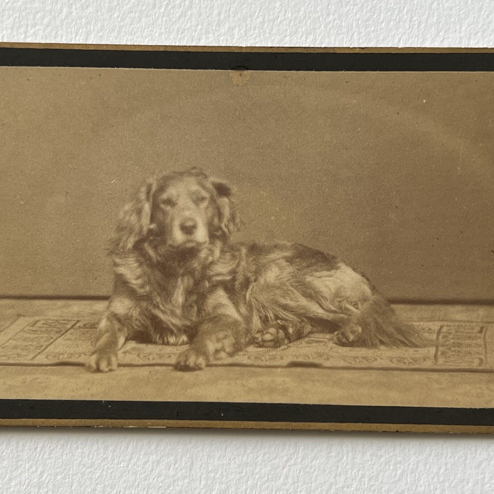 Antique CDV Photograph Adorable Sweet Golden Retriever Dog Denmark