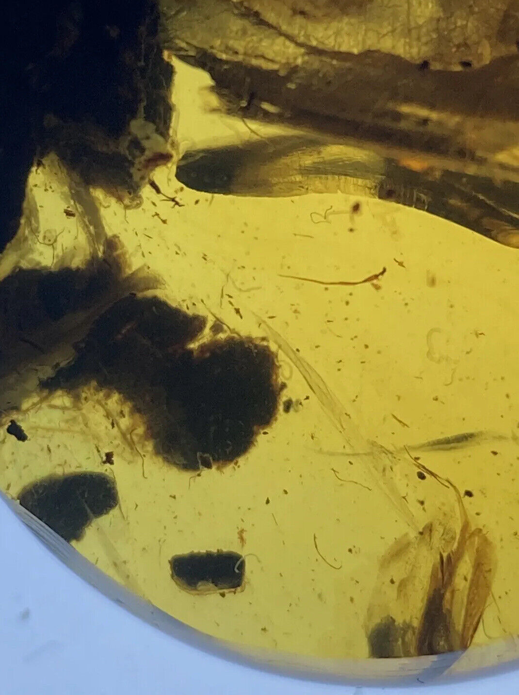 CHEAP Lizard Reptile Skin, Rare Fossil In Genuine Burmite (Myanmar Amber), 98MYO