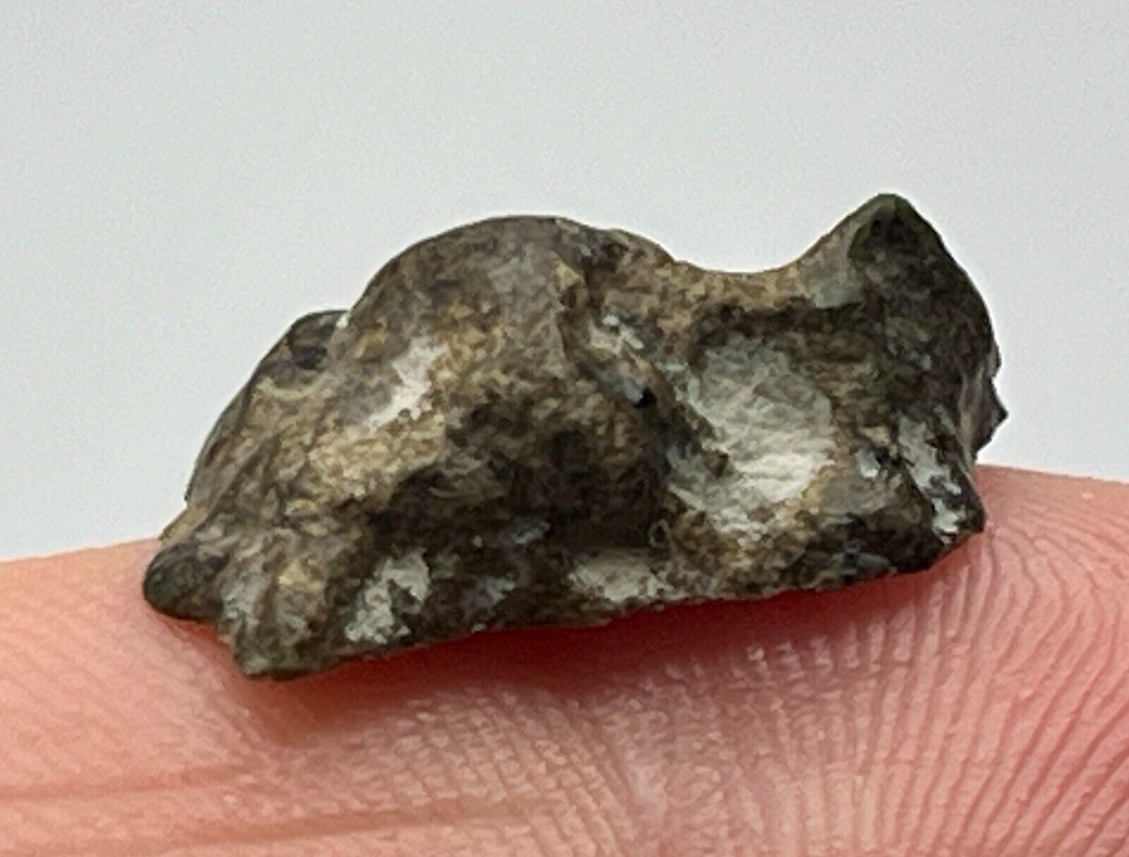 AMGALA 001 (1.521g) Martian Shergottite Meteorite End Cut IMCA #s 6236 & 7294
