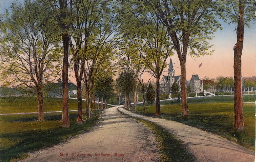 Postcard MAC Avenue Amherst MA 