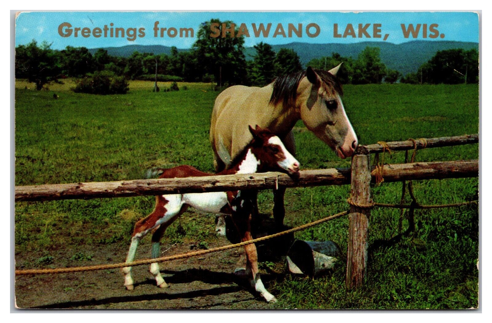 Greetings From Shawano Lake, Wisconsin Postcard
