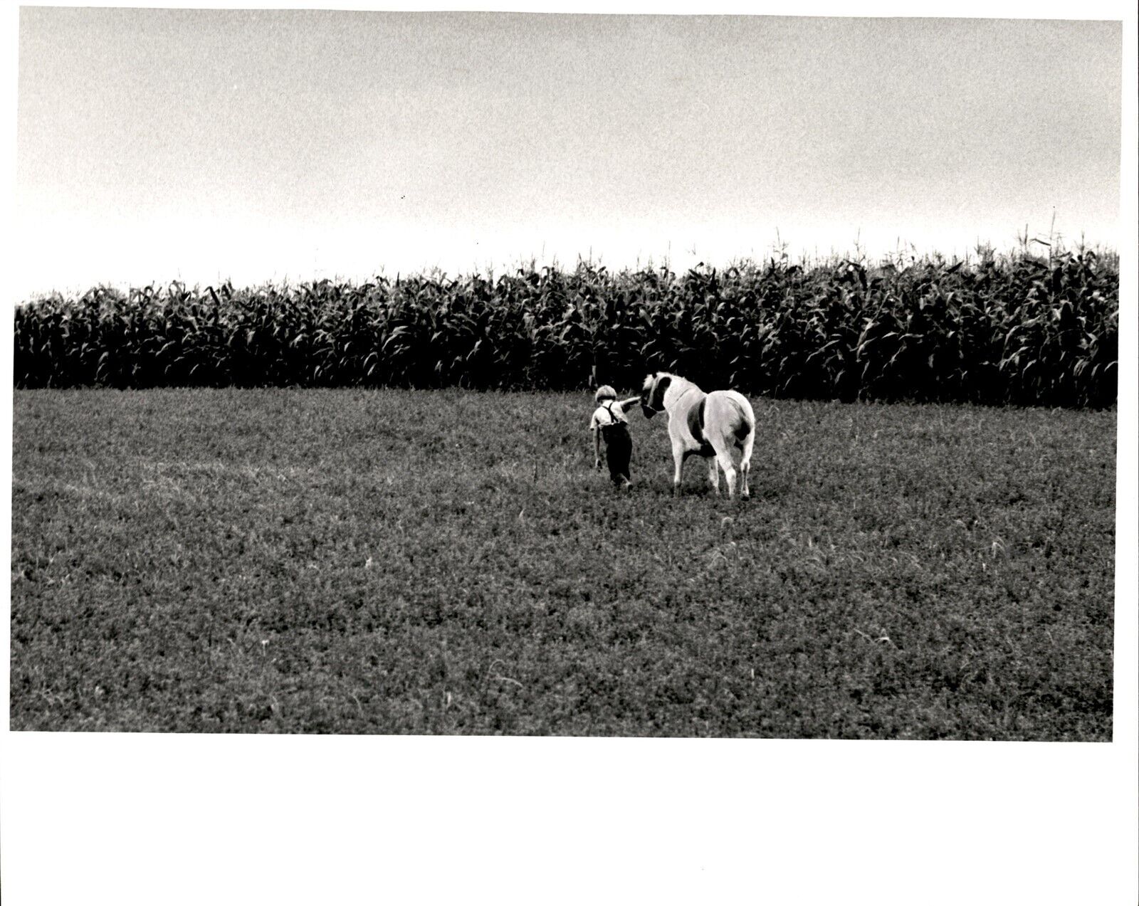 LG55 Original Photo YOUNG MENNONITE BOY PULLING HORSE ALONG CORN FIELD FARM