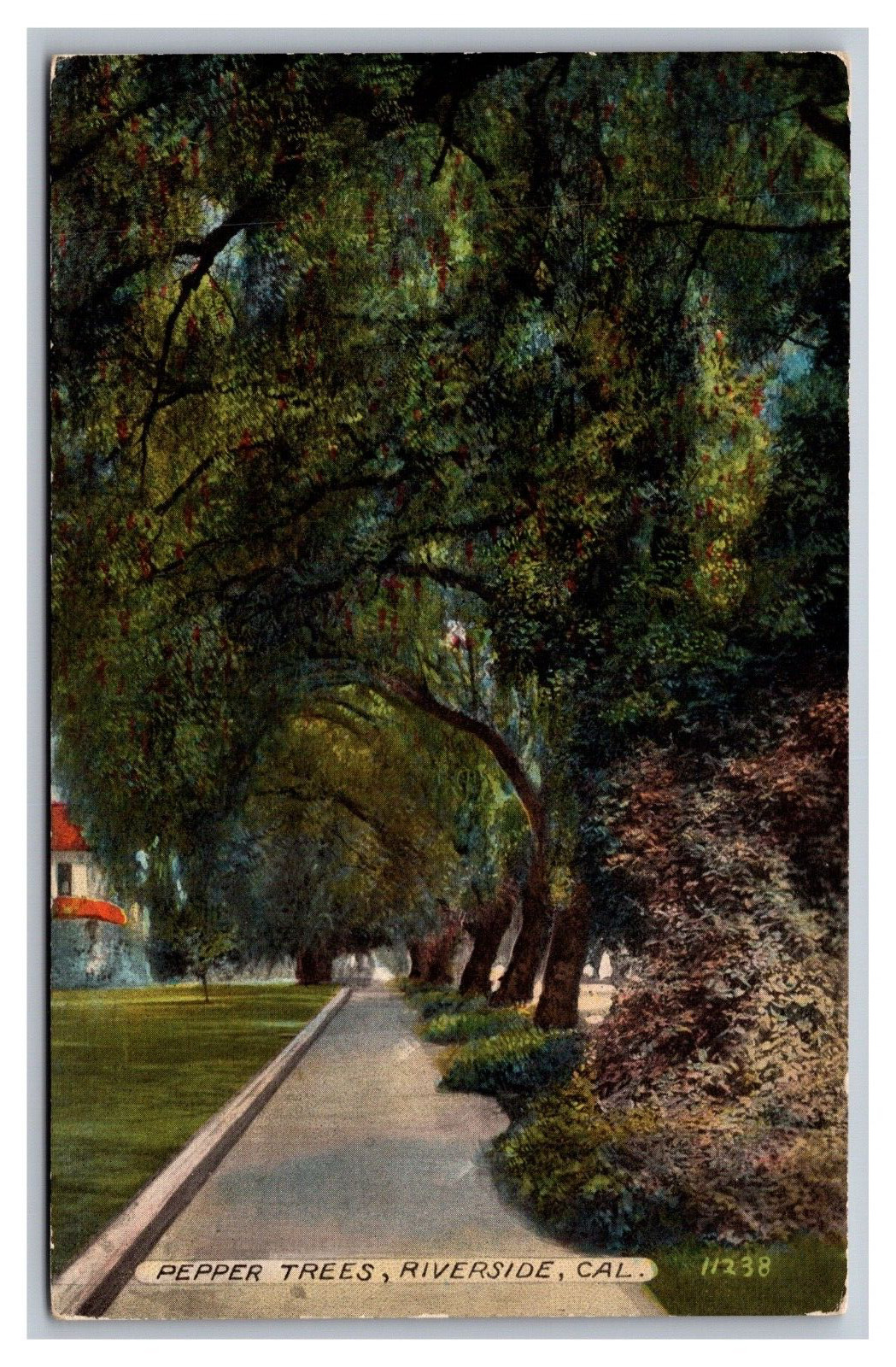 Riverside CA California Pepper Trees along Sidewalk 11238 Divided Back Postcard