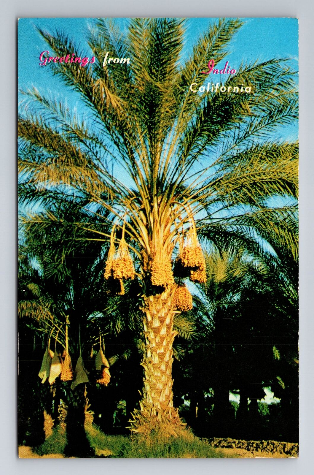 Indio CA-California, Greetings Picturesque Date Palms, Vintage Souvenir Postcard