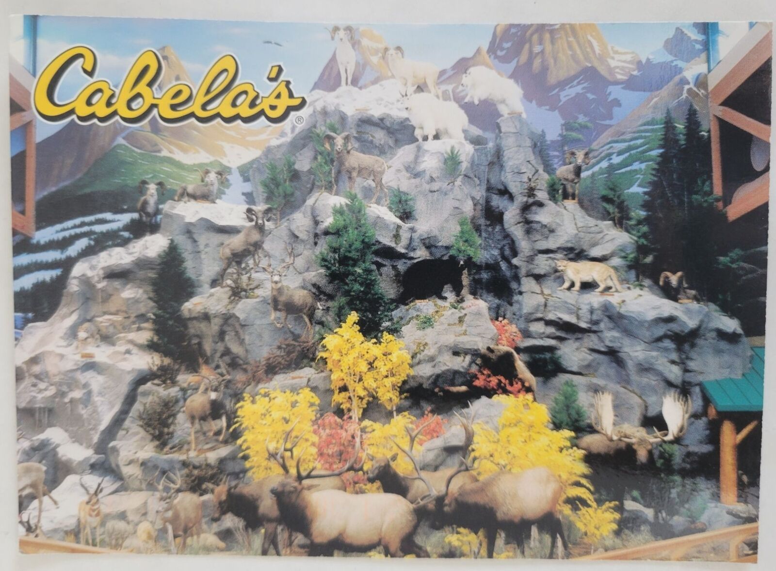 Conservation Mountain Store Display Cabelas Advertising Postcard 6X4 Posted