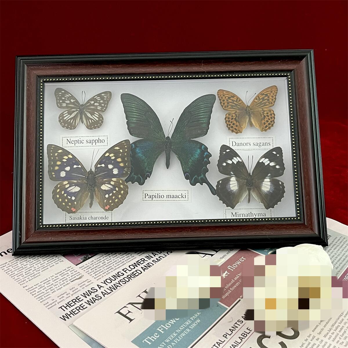 Beautiful Framed Butterfly Wall Decor Taxidermy Collectables Entomology Specimen