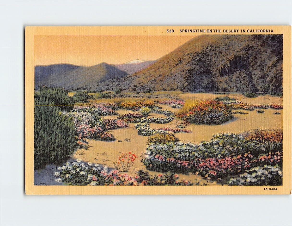 Postcard Springtime On The Desert In California