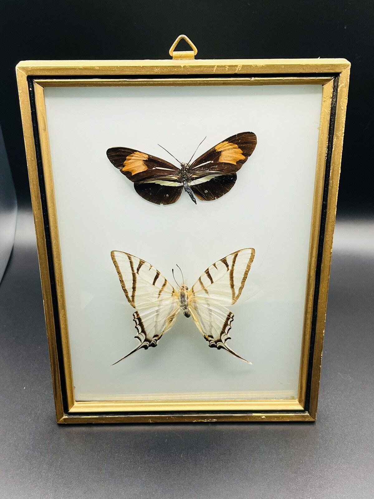Vintage MCM Butterfly Taxidermy Specimen In Convex Bubble Glass Frame