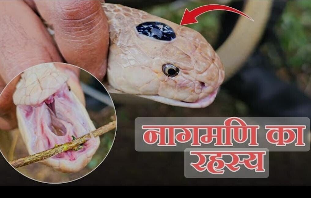 Rare King Cobra Pearl Stone Naga -mani King Cobra Snake pearl MOST POWERFULL