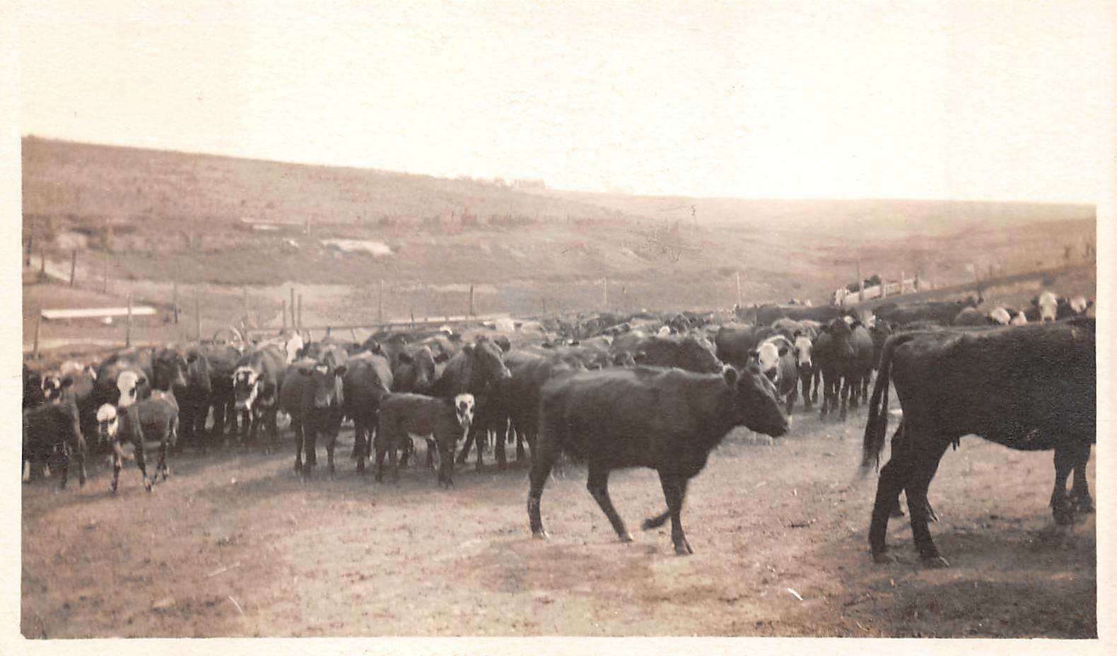 Vtg 1930's RPPC Cows gathered in a Herd on a Ranch 