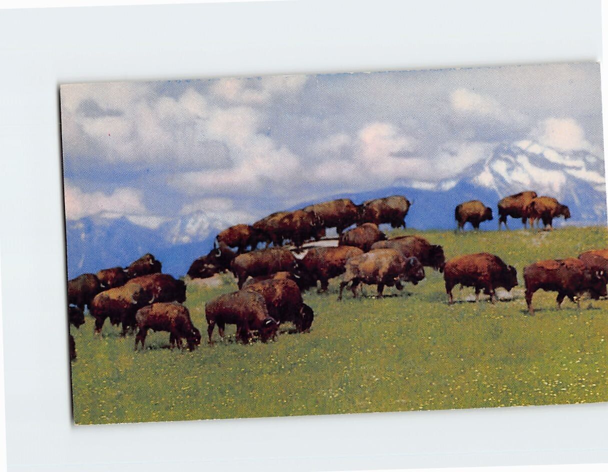 Postcard American Bison