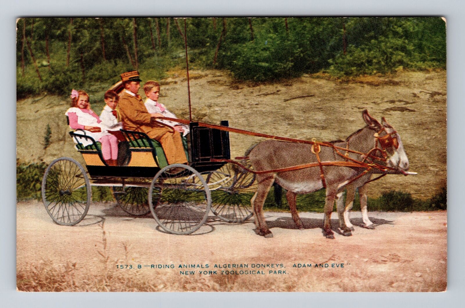 New York City, Algerian Donkeys, New York Zoological Park, Vintage Postcard