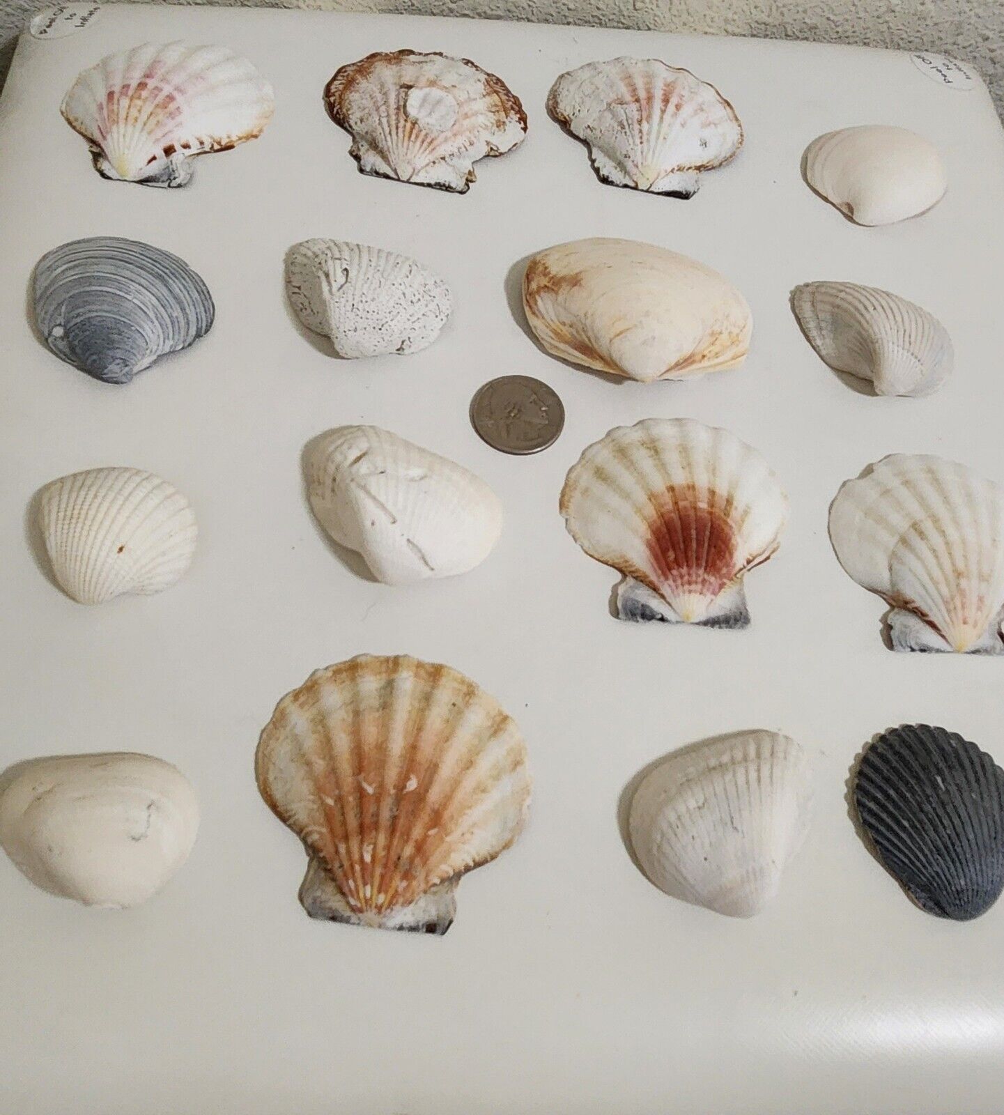 16 Decroative or Display Seashells.       003