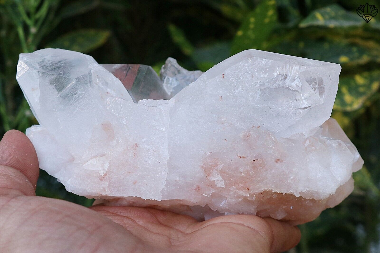 978 gm Natural White Quartz with Rare Pink Crystal Quartz Minerals Specimen Raw